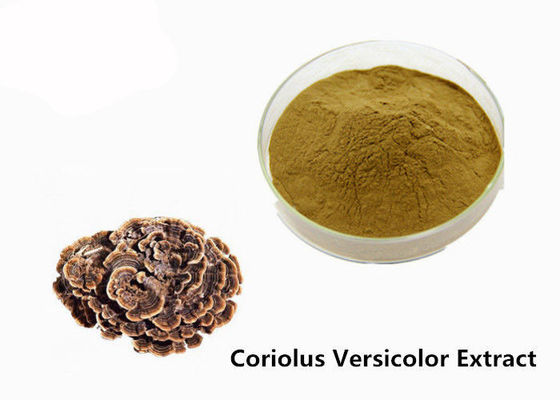 Çin Fiziksel Kahverengi Sarı Coriolus Versicolor Özü Tozu güçlendirmek Tedarikçi